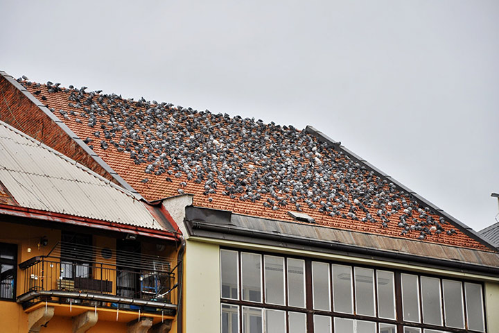 A2B Pest Control are able to install spikes to deter birds from roofs in Hoddesdon. 