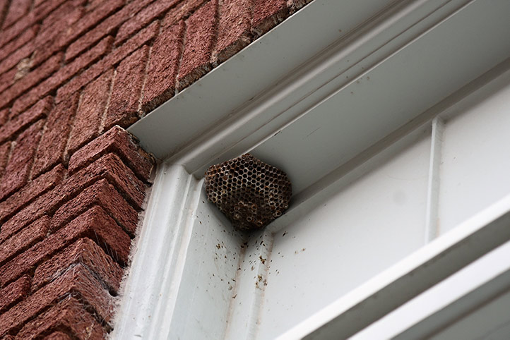 We provide a wasp nest removal service for domestic and commercial properties in Hoddesdon.